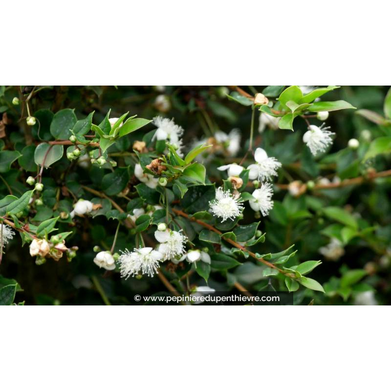 LUMA apiculata - Été