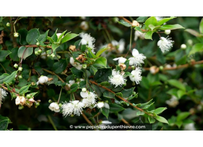 LUMA apiculata - Été