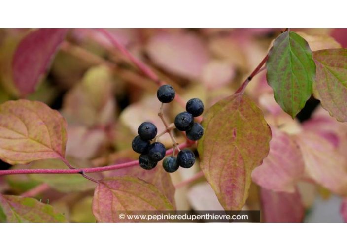 CORNUS sanguinea 'Midwinter Fire' - Été