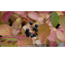 CORNUS sanguinea 'Midwinter Fire' - Été