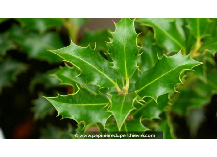ILEX aquifolium 'Alaska' - Été