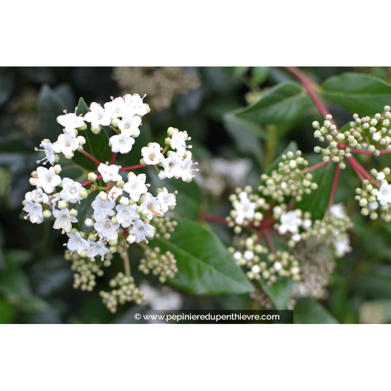 VIBURNUM tinus