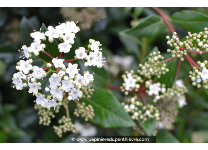 VIBURNUM tinus