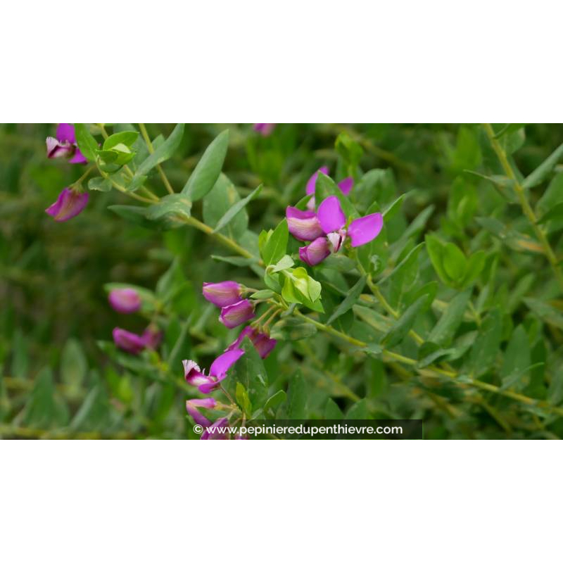 POLYGALA myrtifolia - Été