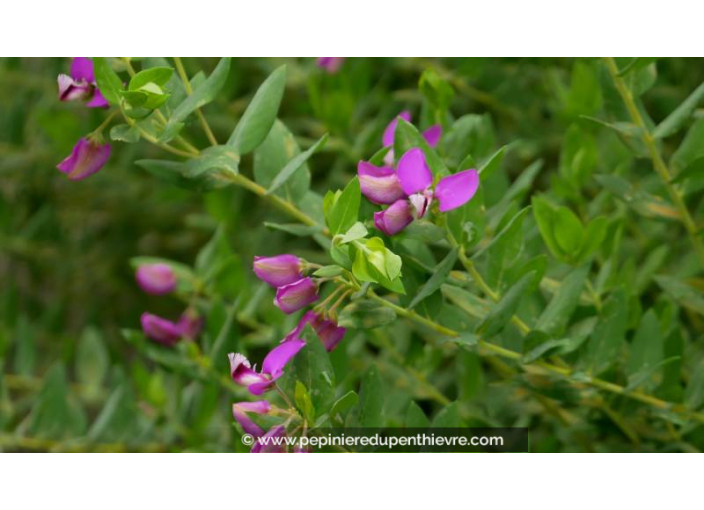 POLYGALA myrtifolia - Été