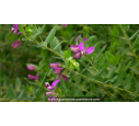 POLYGALA myrtifolia - Été