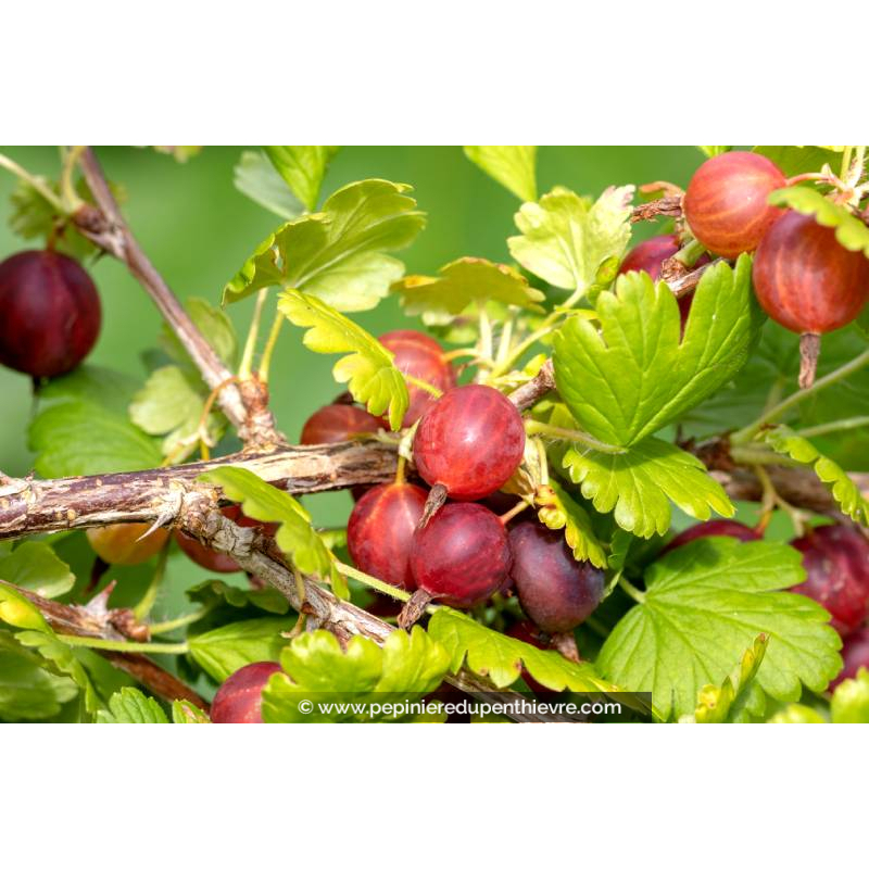 GROSEILLIER à maquereau 'Captivator'