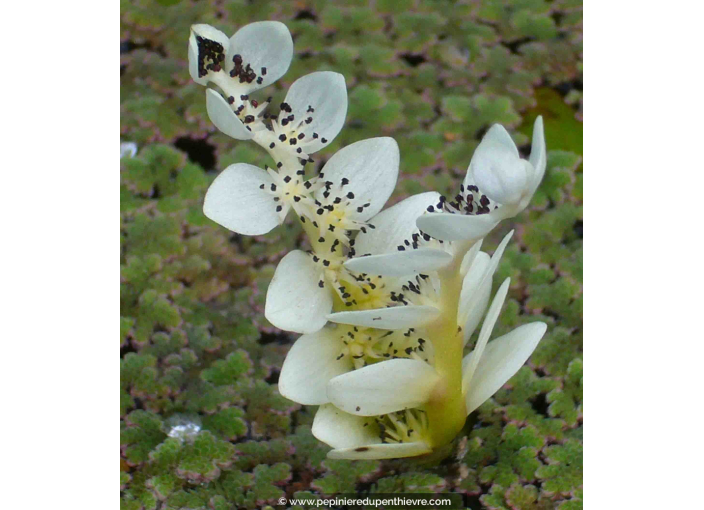 APONOGETON distachyos