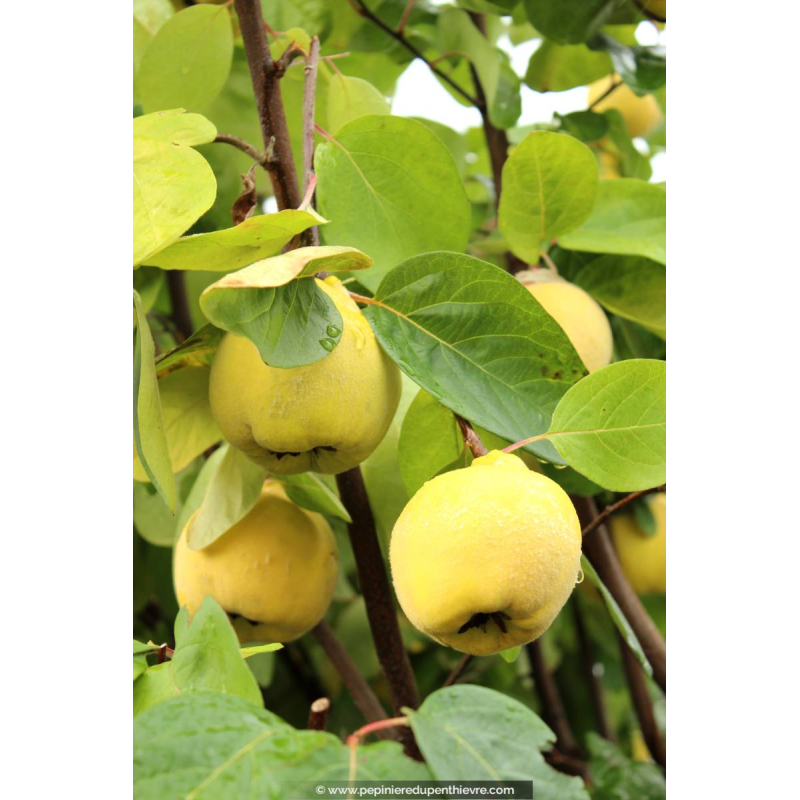 COGNASSIER 'Géant de Vranja'