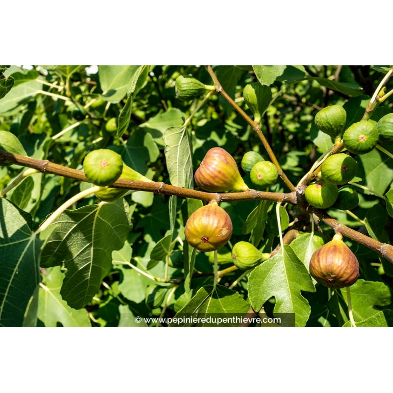 FIGUIER 'Goutte d'Or'