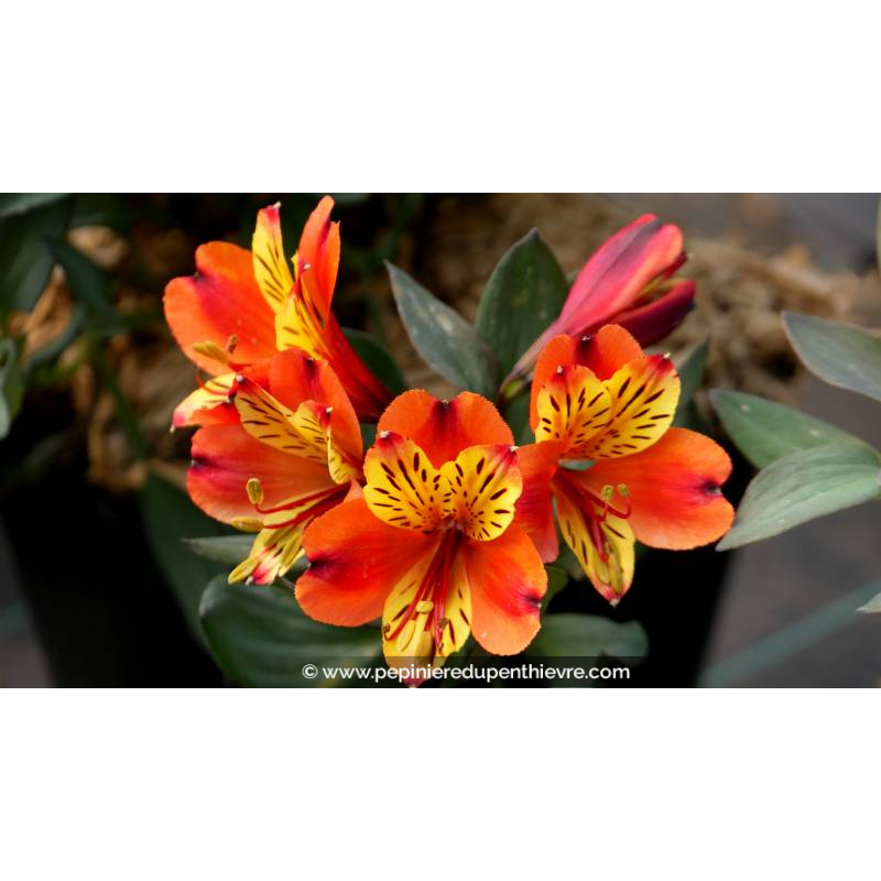 ALSTROEMERIA 'Indian Summer'