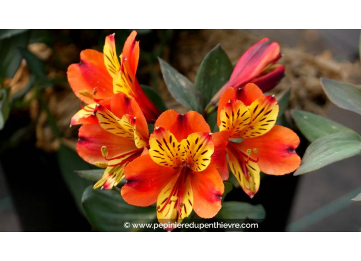 ALSTROEMERIA 'Indian Summer'