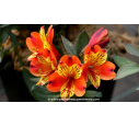 ALSTROEMERIA 'Indian Summer'