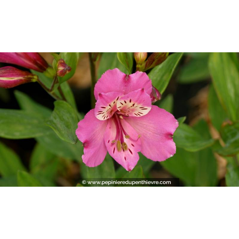 ALSTROEMERIA 'Summer Saint' - Été