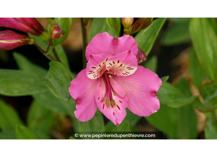 ALSTROEMERIA 'Summer Saint' - Été