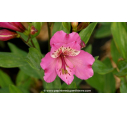 ALSTROEMERIA 'Summer Saint' - Été