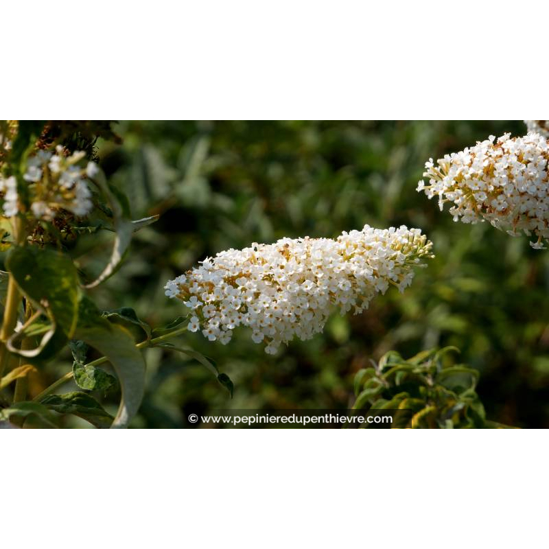 BUDDLEJA 'White Profusion' - Été