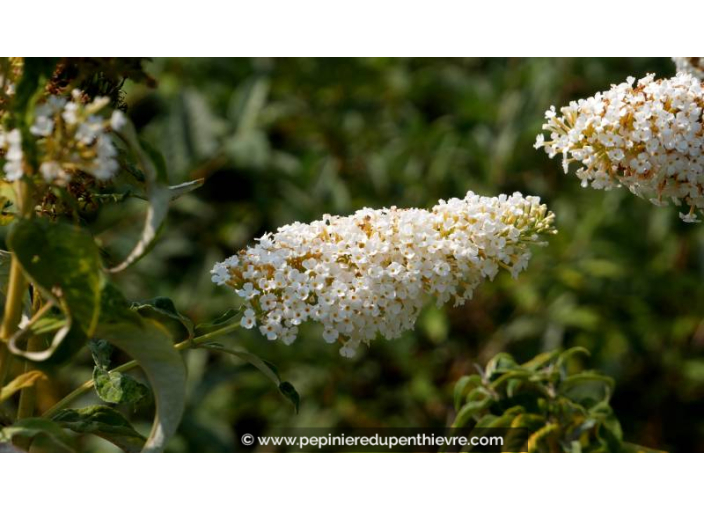 BUDDLEJA 'White Profusion' - Été