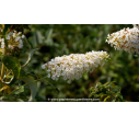 BUDDLEJA 'White Profusion' - Été BUDDLEJA 'White Profusion' - Été