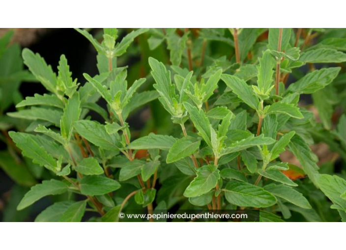CARYOPTERIS x clandonensis 'Grand Bleu' - Été
