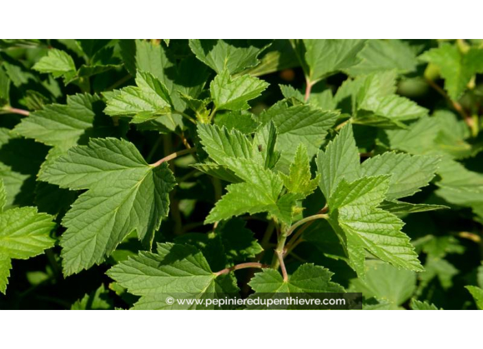 CASSISSIER 'Black Down' - Été CASSISSIER 'Black Down' - Été