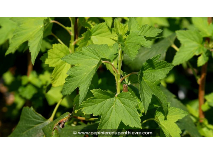 CASSISSIER 'Noir de Bourgogne' - Été CASSISSIER 'Noir de Bourgogne' - Été
