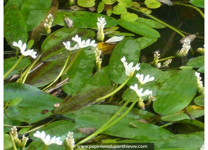 APONOGETON distachyos