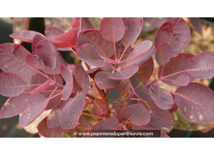 COTINUS coggygria 'Royal Purple' - Été