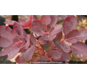 COTINUS coggygria 'Royal Purple' - Été