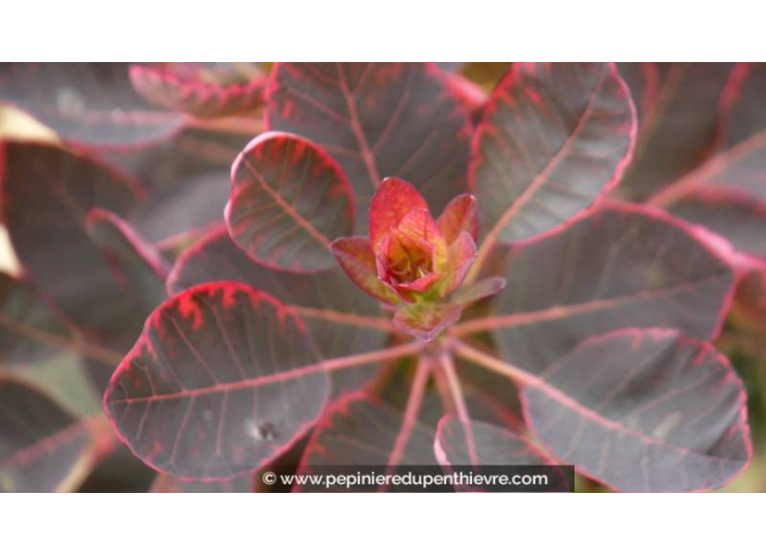 COTINUS coggygria 'Royal Purple' - Été