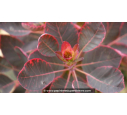 COTINUS coggygria 'Royal Purple' - Été