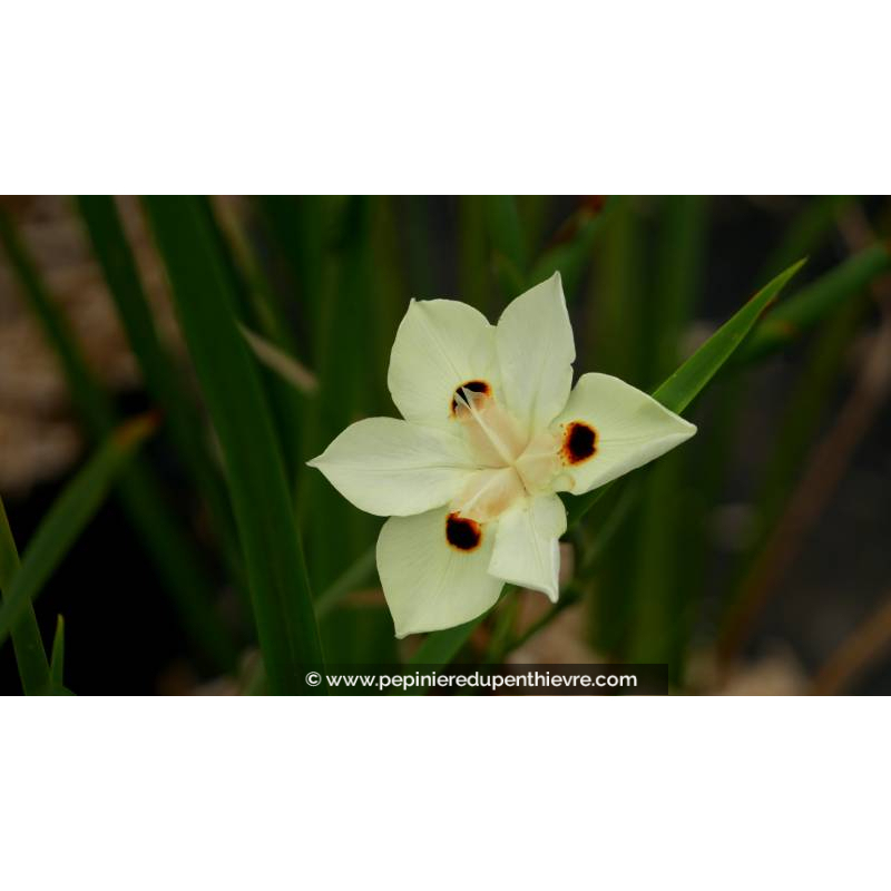 DIETES bicolor - Été