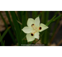 DIETES bicolor - Été DIETES bicolor - Été