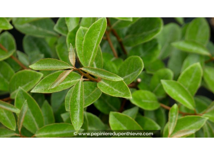 ELAEAGNUS x ebbingei