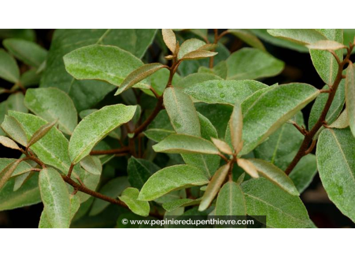 ELAEAGNUS x ebbingei