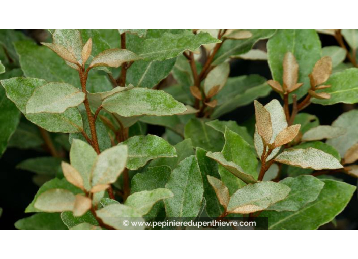 ELAEAGNUS x ebbingei 'Compacta'