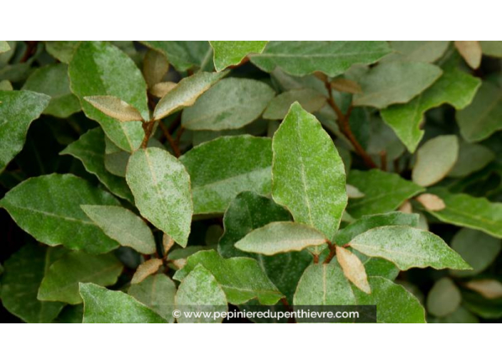 ELAEAGNUS x ebbingei 'Compacta'