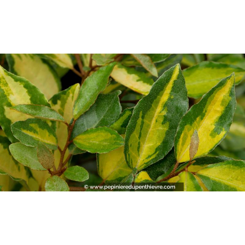 ELAEAGNUS x ebbingei 'Eleador' - Été