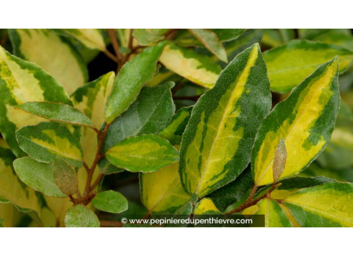 ELAEAGNUS x ebbingei 'Eleador' - Été