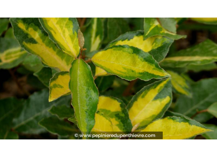 ELAEAGNUS x ebbingei 'Eleador' - Été