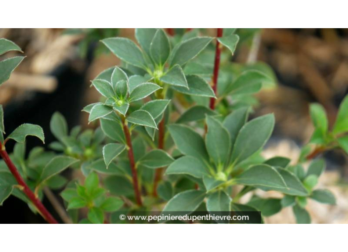ENKIANTHUS campanulatus ENKIANTHUS campanulatus