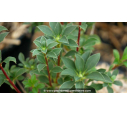 ENKIANTHUS campanulatus ENKIANTHUS campanulatus
