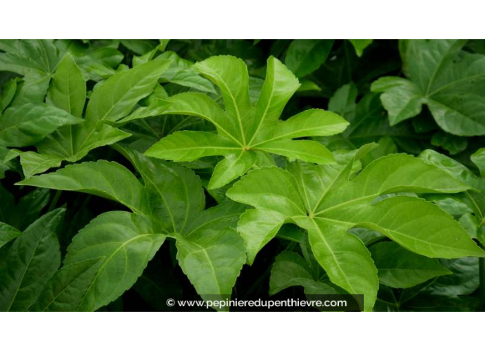 FATSIA japonica - Été