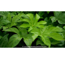 FATSIA japonica - Été FATSIA japonica - Été
