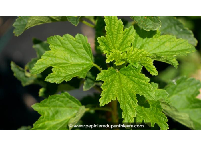GROSEILLIER à grappes blanches 'Versaillaise Blanche'