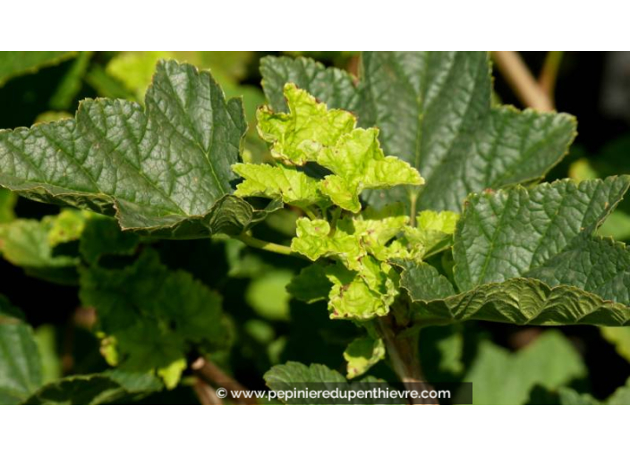 GROSEILLIER à grappes rouges 'Jonkheer van Tets'