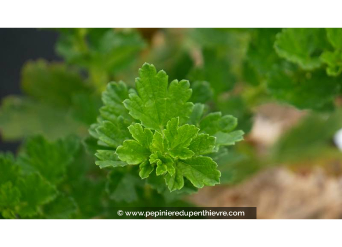 GROSEILLIER à maquereau 'Whitesmith' GROSEILLIER à maquereau 'Whitesmith'