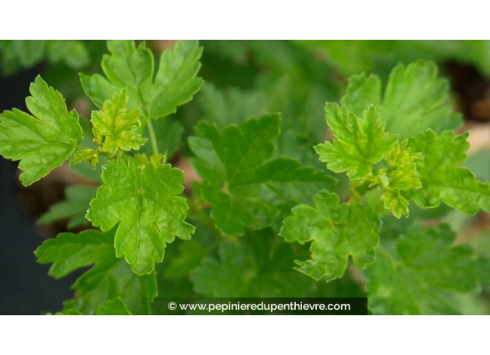 GROSEILLIER à maquereau 'Winham's Industry' GROSEILLIER à maquereau 'Winham's Industry'