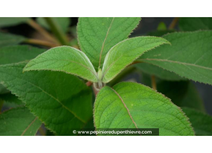 HYDRANGEA aspera 'Villosa'
