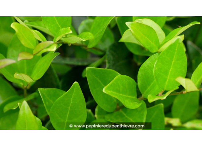 LIGUSTRUM japonicum 'Texanum'